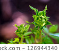 Shape and colors of Princess Midori roses that begin to bloom 126944340