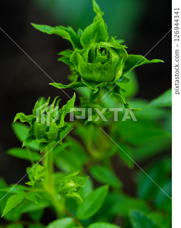 Shape and colors of Princess Midori roses that begin to bloom 126944341