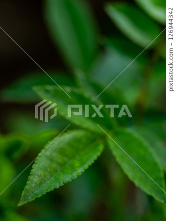 Green fresh leaves of princess midori rose 126944342