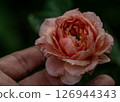 The wounded petals of the withering rose 126944343