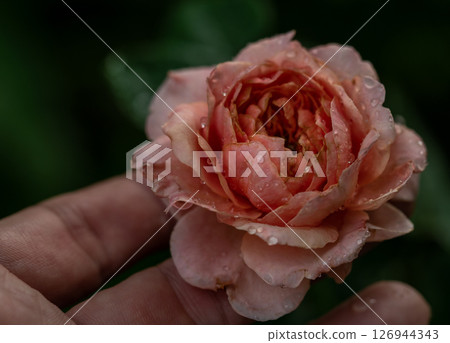 The wounded petals of the withering rose 126944343