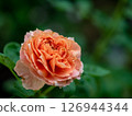 Shape and colors of imperfect roses that bloom in Tropical climates 126944344