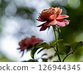 Shape and colors of roses that bloom in the garden 126944345