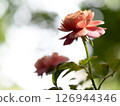 Shape and colors of roses that bloom in the garden 126944346