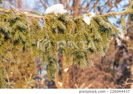 Green fir branches in winter covered with snow Green fir branches in winter covered with snow 126944437