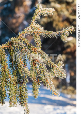 Green fir branches in winter covered with snow Green fir branches in winter covered with snow 126944438