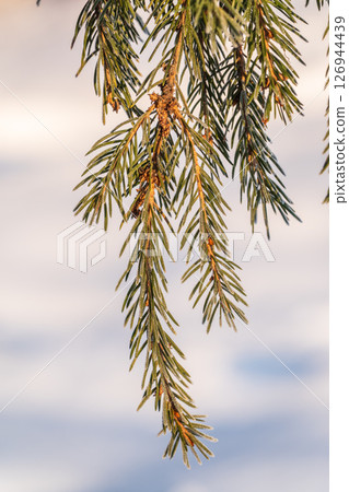 Green fir branches in winter covered with snow Green fir branches in winter covered with snow 126944439