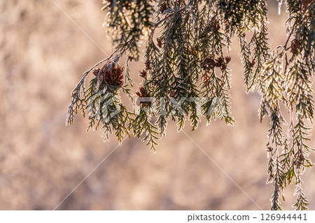 Autumn Thuja branches in the sunset light. Autumn Thuja branches in the sunset light. 126944441