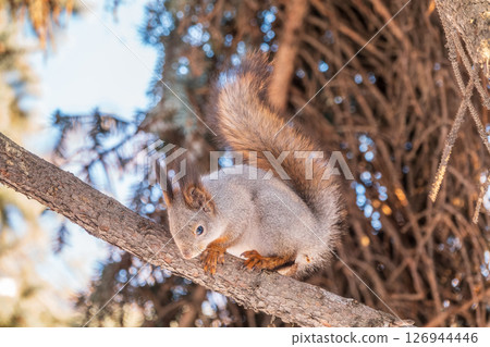 The squirrel sits on a branches without leaves in the winter or autumn The squirrel sits on a branches without leaves in the winter or autumn 126944446
