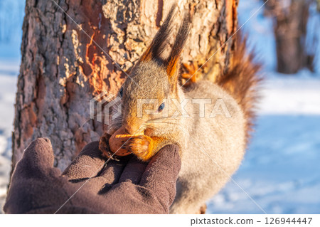 Squirrel eats nuts from a man's hand. Caring for animals in winter or autumn. Squirrel eats nuts from a man's hand. Caring for animals in winter or autumn. 126944447