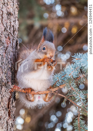 The squirrel with nut sits on tree in the winter or late autumn 126944451
