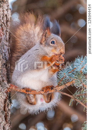 The squirrel with nut sits on tree in the winter or late autumn The squirrel with nut sits on tree in the winter or late autumn 126944454