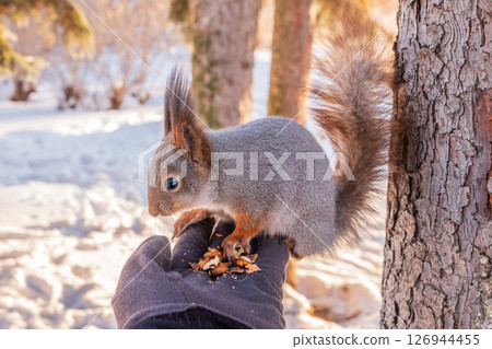 Squirrel eats nuts from a man's hand. Caring for animals in winter or autumn. Squirrel eats nuts from a man's hand. Caring for animals in winter or autumn. 126944455