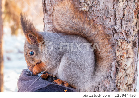 Squirrel eats nuts from a man's hand. Caring for animals in winter or autumn. Squirrel eats nuts from a man's hand. Caring for animals in winter or autumn. 126944456
