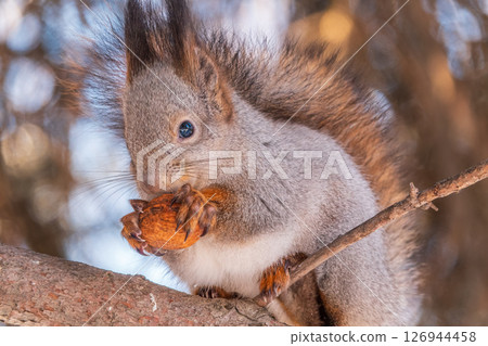 The squirrel with nut sits on tree in the winter or late autumn 126944458