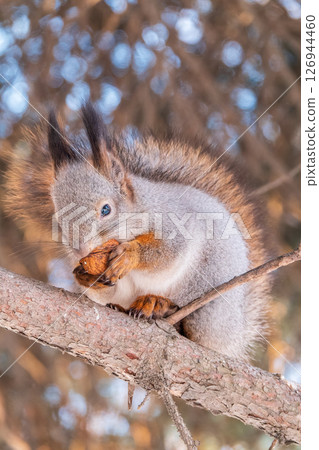 The squirrel with nut sits on tree in the winter or late autumn 126944460