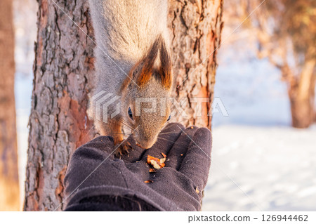 Squirrel eats nuts from a man's hand. Caring for animals in winter or autumn. Squirrel eats nuts from a man's hand. Caring for animals in winter or autumn. 126944462