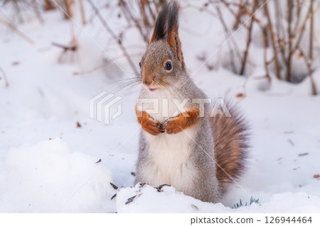 Portrait of a squirrel in winter on white snow background 126944464