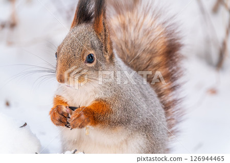 Portrait of a squirrel in winter on white snow background 126944465