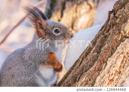 Squirrel in winter sits on a tree trunk with snow 126944468