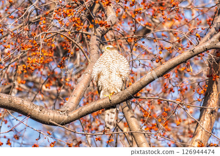 A Eurasian sparrowhawk perched on a branch of a tree outdoors. A Eurasian sparrowhawk perched on a branch of a tree outdoors. 126944474
