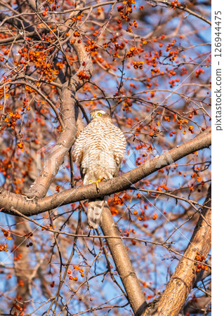 A Eurasian sparrowhawk perched on a branch of a tree outdoors. A Eurasian sparrowhawk perched on a branch of a tree outdoors. 126944475
