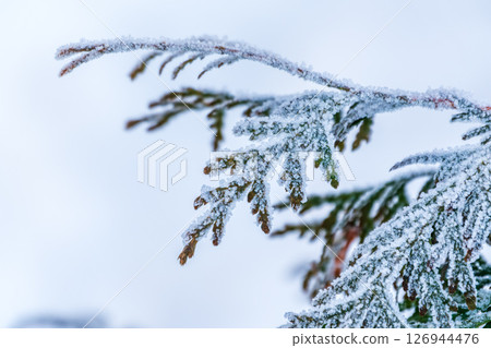 Close-up of thuja in snow. Thuja branch covered with layer of snow. White background. Green thuja branches are covered with frost outdoors in winter. Close-up of thuja in snow. Thuja branch covered with layer of snow. White background. Green thuja branches are covered with frost outdoors in winter. 126944476