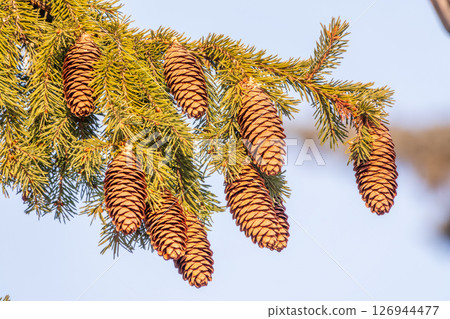 Green spruce branches with needles and cones against a blue sky in winter. Many cones on spruce. Fir tree. Green spruce branches with needles and cones against a blue sky in winter. Many cones on spruce. Fir tree. 126944477