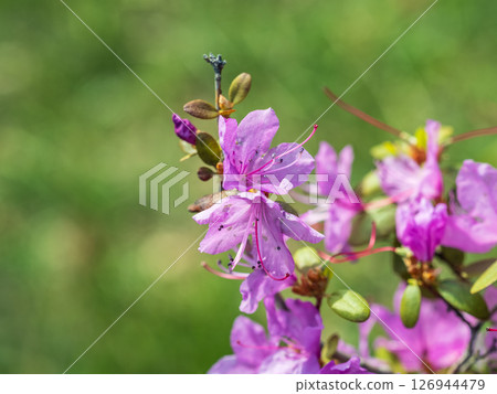 Pink flowers of Siberian rhododendron copy space. Rhododendron dauricum. Spring flowering of Altai rhododendron. 126944479