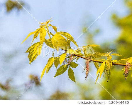 Acer negundo, Box elder, boxelder, ash-leaved and maple ash, Manitoba, elf, ashleaf maple male inflorescences and flowers on branch outdoor. 126944480
