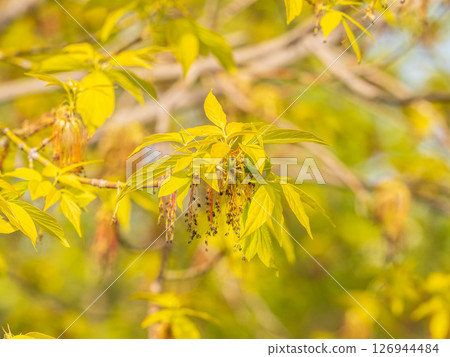 Acer negundo, Box elder, boxelder, ash-leaved and maple ash, Manitoba, elf, ashleaf maple male inflorescences and flowers on branch outdoor. 126944484