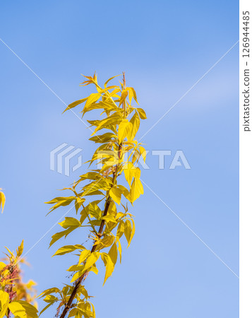 Acer negundo, Box elder, boxelder, ash-leaved and maple ash, Manitoba, elf, ashleaf maple male inflorescences and flowers on branch outdoor. 126944485