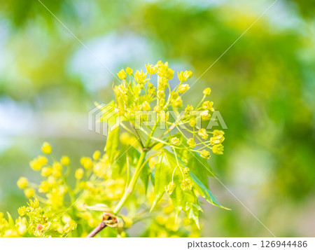 Blooming Norway Maple, Acer platanoides, in beautiful light Blooming Norway Maple, Acer platanoides, in beautiful light 126944486
