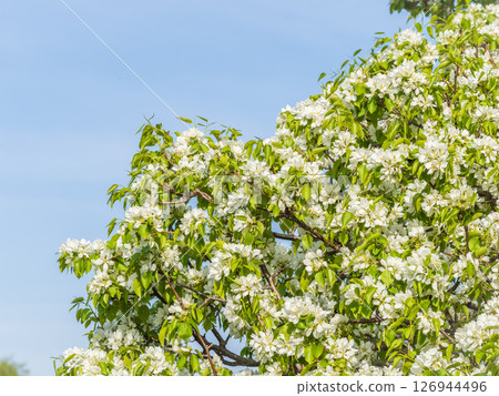 Apple tree branches with white flowers on a background of blue clear sky. 126944496