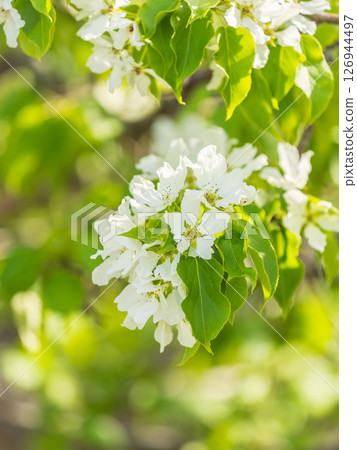 White blossoming apple trees. White apple tree flowers 126944497