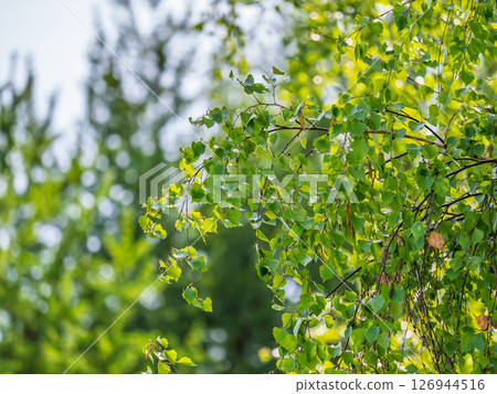 Branch of birch tree, Betula pendula, silver birch, warty birch, European white birch, with green leaves Branch of birch tree, Betula pendula, silver birch, warty birch, European white birch, with green leaves 126944516