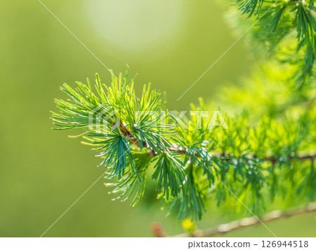 Young branches of larch. Closeup of green larch young needles. Young branches of larch. Closeup of green larch young needles. 126944518