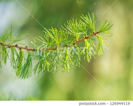 Young branches of larch. Closeup of green larch young needles. Young branches of larch. Closeup of green larch young needles. 126944519