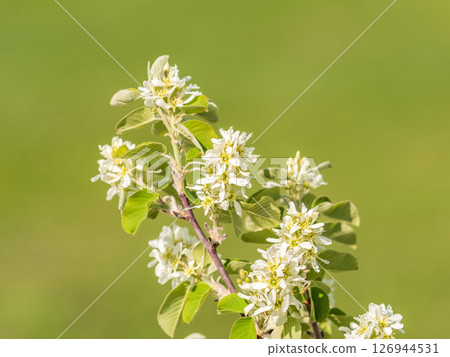 White blossoming apple trees in the sunset light. Spring season, spring colors. White blossoming apple trees in the sunset light. Spring season, spring colors. 126944531