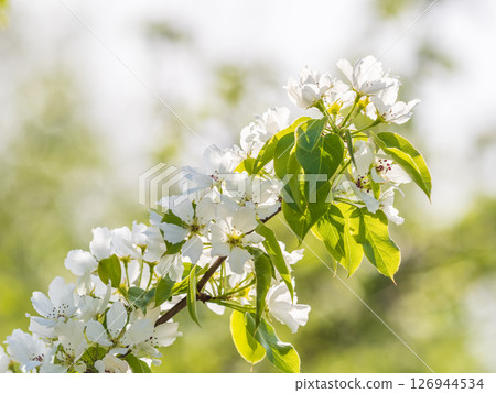 White blossoming apple trees in the sunset light. Spring season, spring colors. 126944534