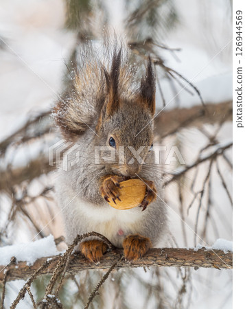 The squirrel with nut sits on tree in the winter or late autumn The squirrel with nut sits on tree in the winter or late autumn 126944569