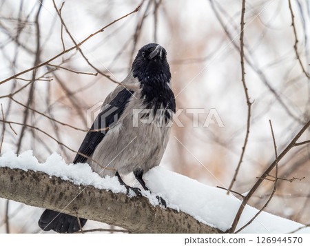 A hooded crow sitting on a tree A hooded crow sitting on a tree 126944570