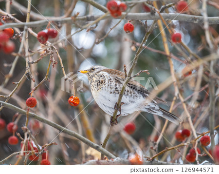 Fieldfare sitting on the bush and feeding on wild red apples in winter or early spring time. Fieldfare sitting on the bush and feeding on wild red apples in winter or early spring time. 126944571