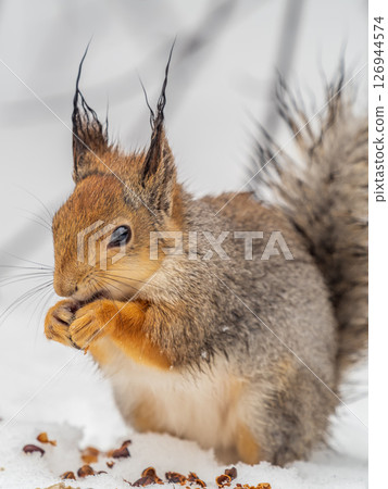 The squirrel in winter sits on white snow. 126944574