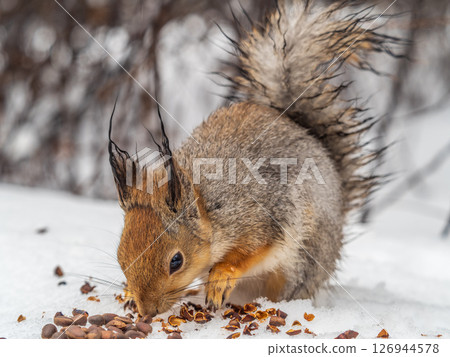The squirrel in winter sits on white snow. 126944578