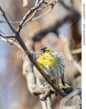 Eurasian siskin male, latin name spinus spinus, sitting on branch of tree. Cute little yellow songbird. 126944586