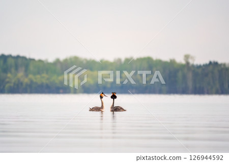 Mating games of two water birds Great Crested Grebes. Two waterfowl birds Great Crested Grebes swim in the lake with heart shaped silhouette 126944592
