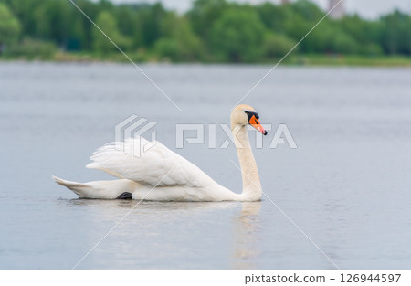 Graceful white Swan swimming in the lake, swans in the wild. Portrait of a white swan swimming on a lake. Graceful white Swan swimming in the lake, swans in the wild. Portrait of a white swan swimming on a lake. 126944597