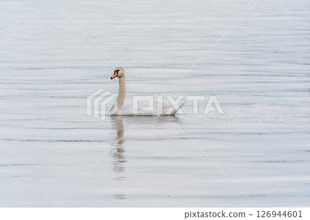 Graceful white Swan swimming in the lake, swans in the wild. Portrait of a white swan swimming on a lake. 126944601