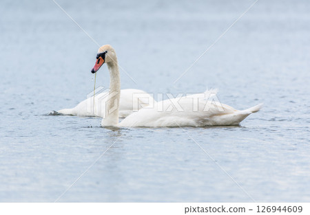 Two Graceful white Swans swimming in the lake, swans in the wild Two Graceful white Swans swimming in the lake, swans in the wild 126944609